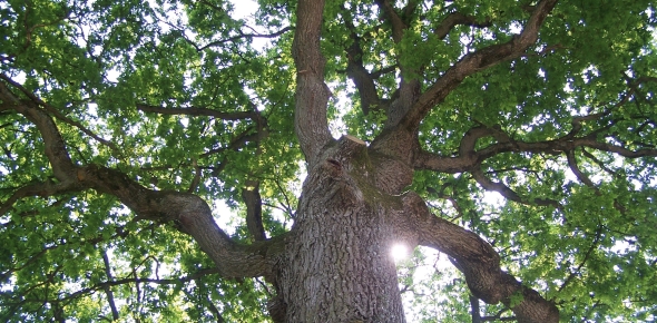 Rohstoff Holz